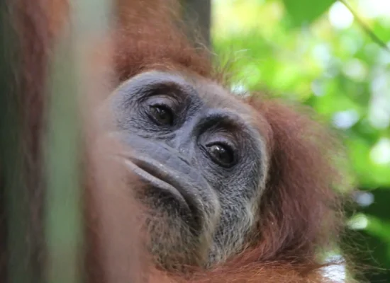Bukit Lawang Sumatran Orangutan