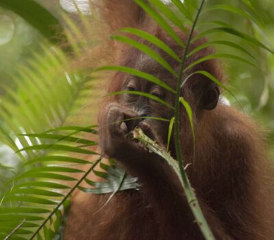 Bukit Lawang Sumatra