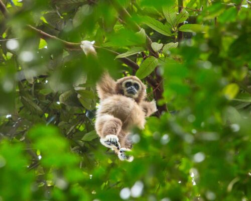 Bukit Lawang Sumatra Adventure