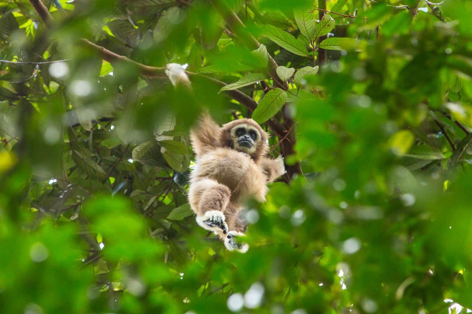 bukit lawang sumatra adventure | bukit lawang trekking Bukit Lawang Sumatra Adventure