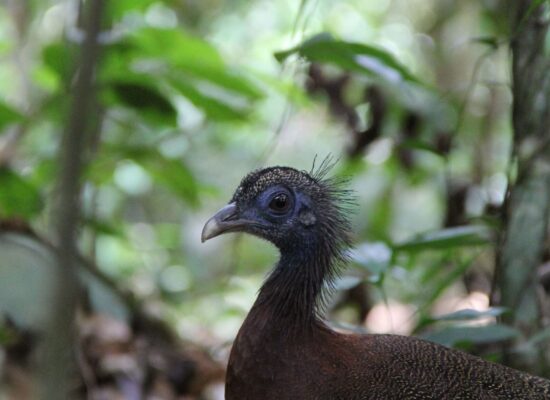 Bukit Lawang Sumatra Bird Watching