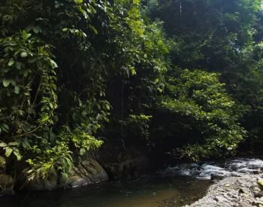 Bukit Lawang Sumatra Tour