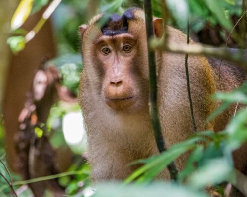 Bukit Lawang Trekking Sumatra Monkey Activities