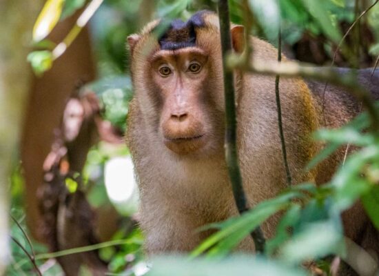 Bukit Lawang Trekking Sumatra Monkey Activities