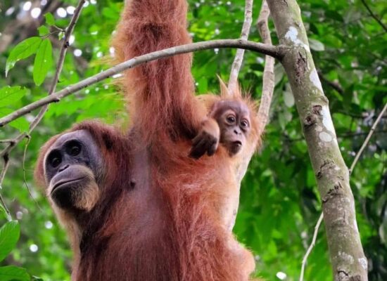 Bukit Lawang Sumatra Orangutam