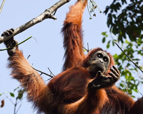 Bukit Lawang Sumatra Orangutan