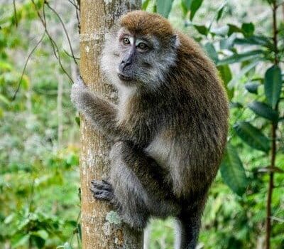 Bukit Lawang Sumatra Tour monkey