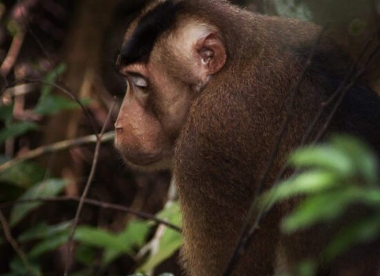 Bukit Lawang Sumatra tour Monkey 1