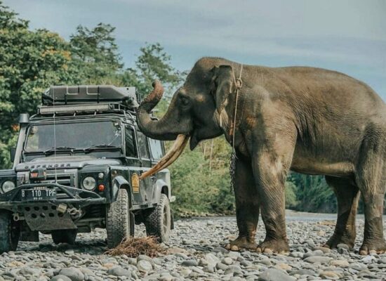 Bukit Lawang Tangkahan Tours
