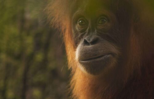 Bukit Lawang Three Days Jungle Trek
