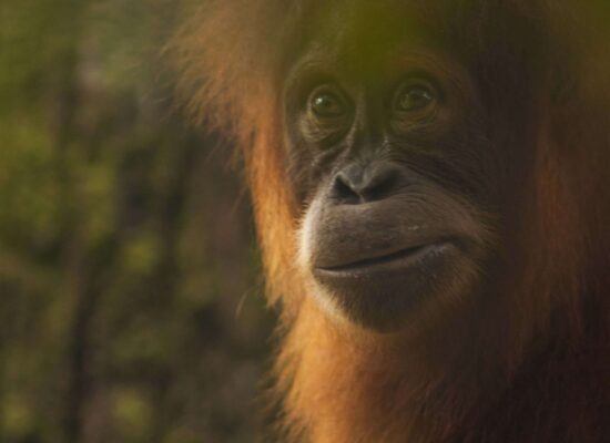 Bukit Lawang Three Days Jungle Trek
