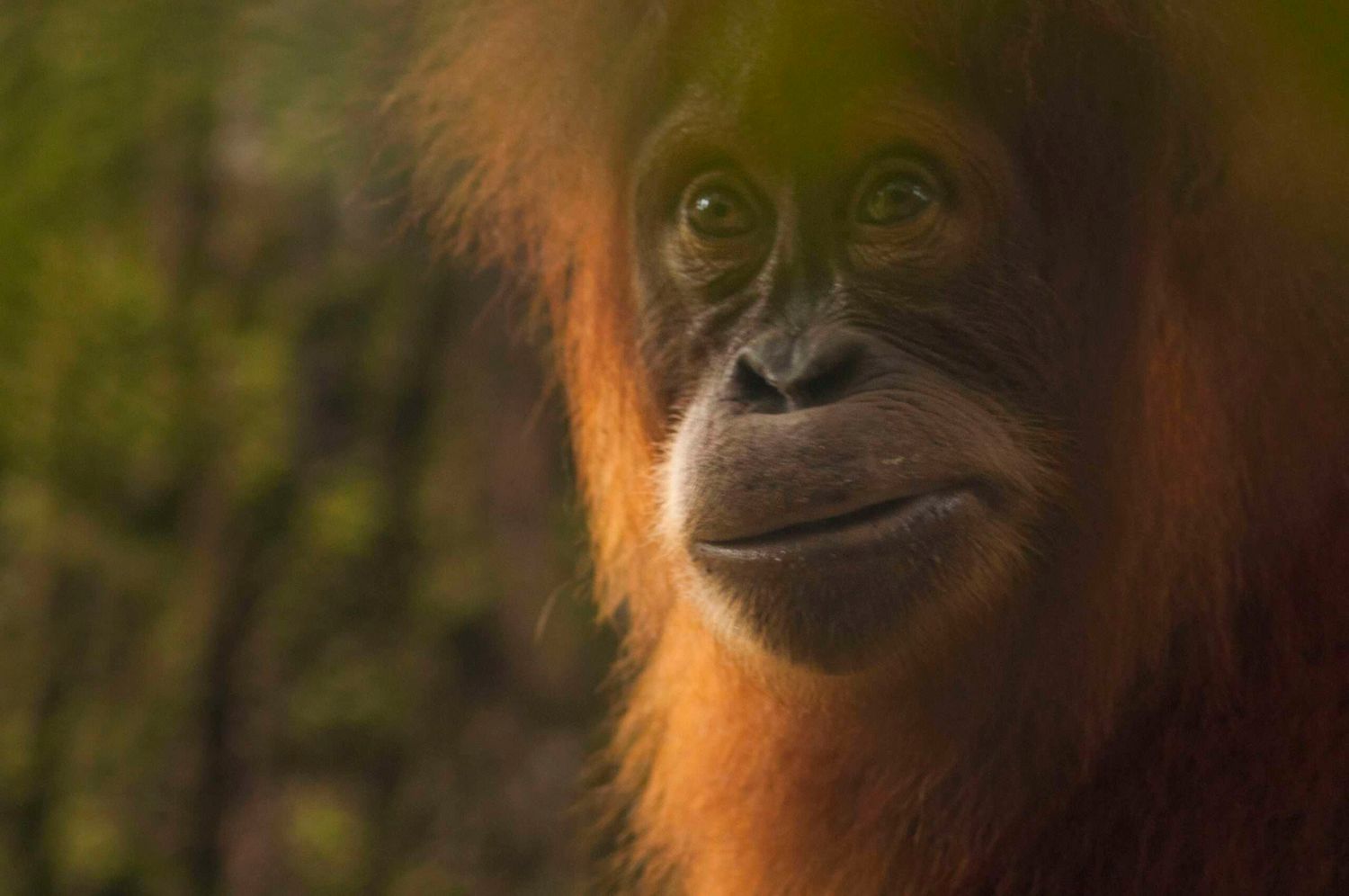 Bukit Lawang Three Days Jungle Trek
