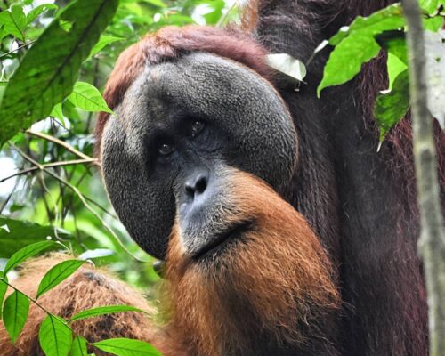Bukit Lawang Three Day Trek