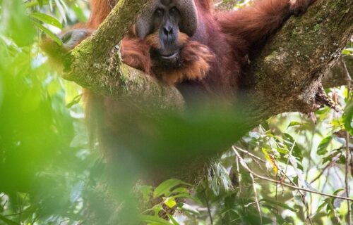 Bukit Lawang Tour