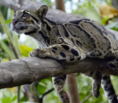 Bukit Lawang Trekking Sumatra Wildlife
