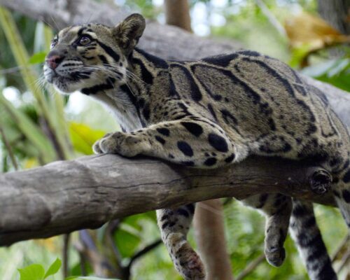 Bukit Lawang Trekking Sumatra Wildlife