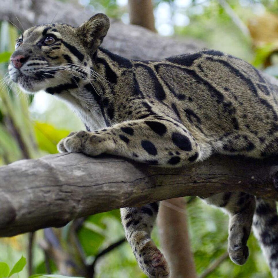 Bukit Lawang Trekking Sumatra Wildlife Bukit Lawang Trekking Sumatra Wildlife