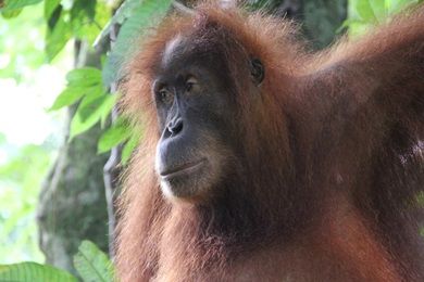 Bukit Lawang Trekking
