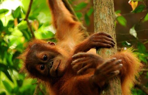 Bukit Lawang Trekking Baby Orangutan