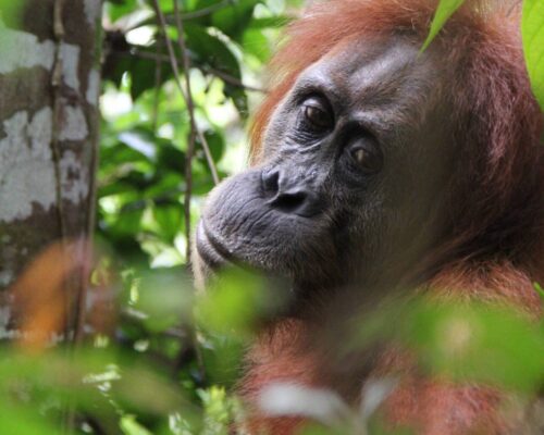 Bukit Lawang Trekking Female Orangutan