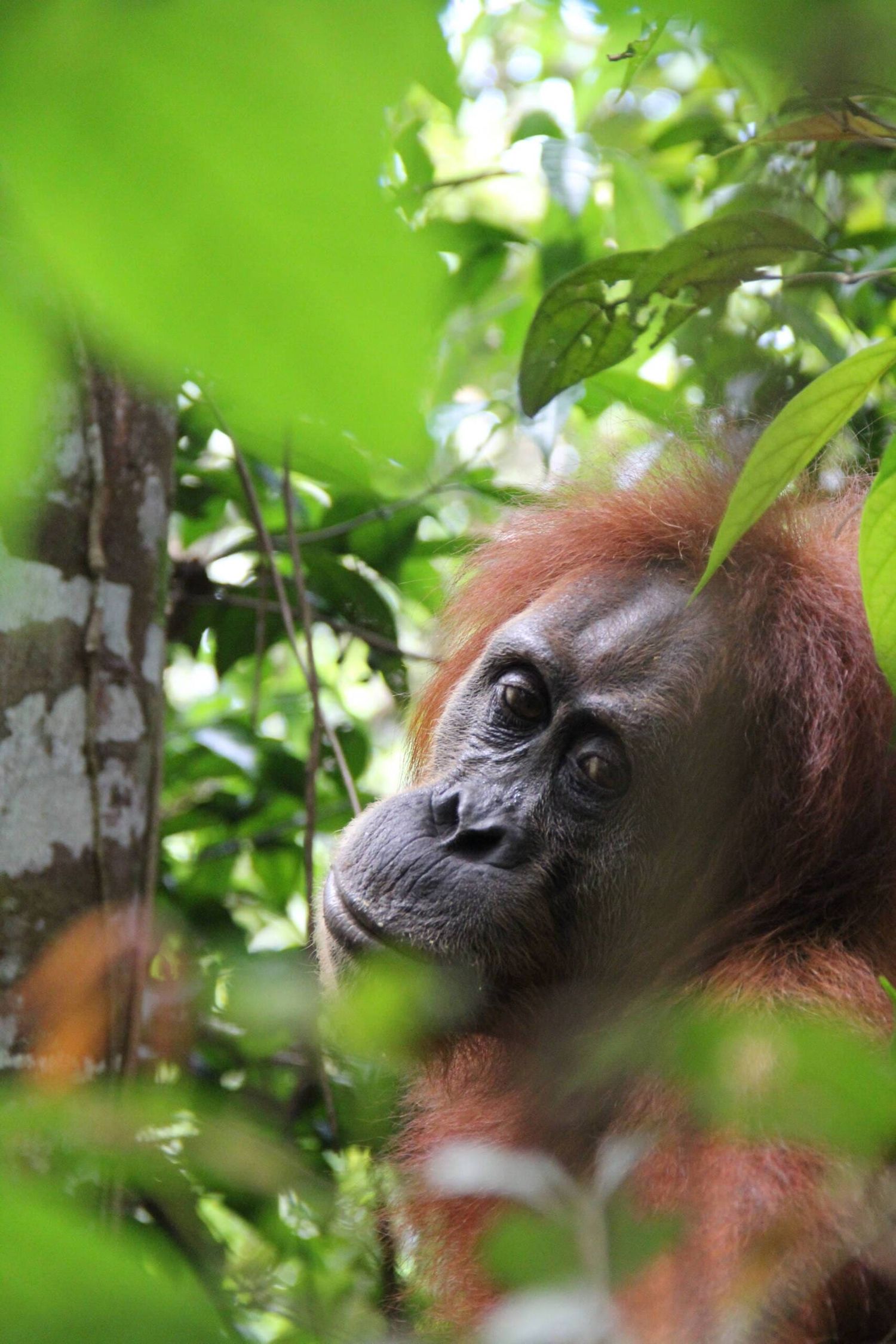 bukit lawang trekking female orangutan | bukit lawang trekking Bukit Lawang Trekking Female Orangutan