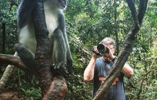 Bukit Lawang Trekking Guest Takking Photo of thomas Monkey