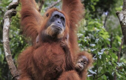 Bukit Lawang Trekking Male Orangutan