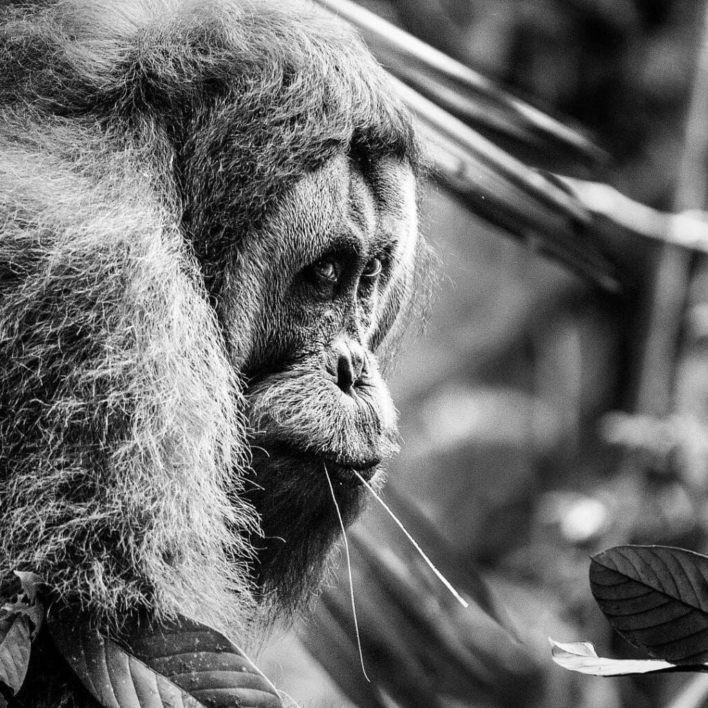 two days jungle trek | bukit lawang trekking Two Days Jungle Trek