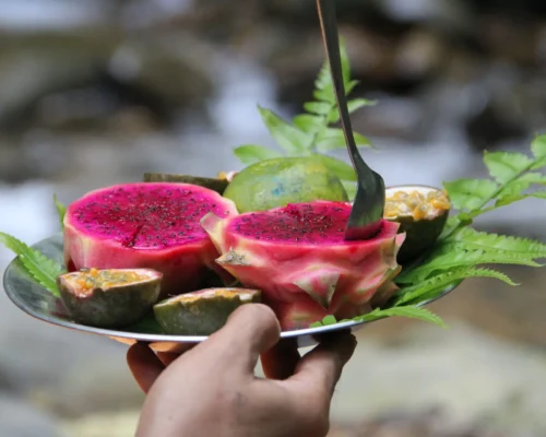 Bukit Lawang Trekking Orangutan Fruit