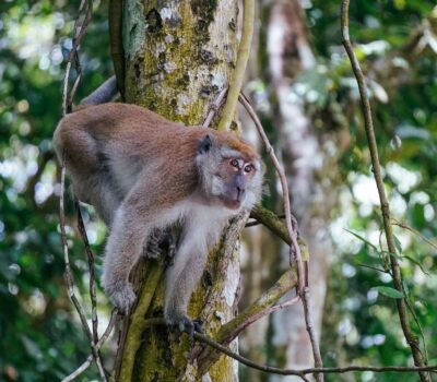 Activities Bukit Lawang Trekking Orangutan Long tailed Macaque Macaca fascicularis