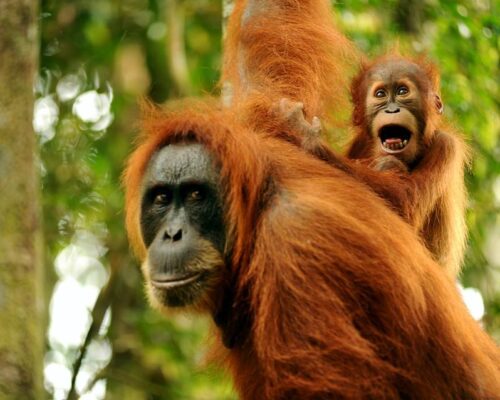 Bukit Lawang Trekking Orangutan Sumatra