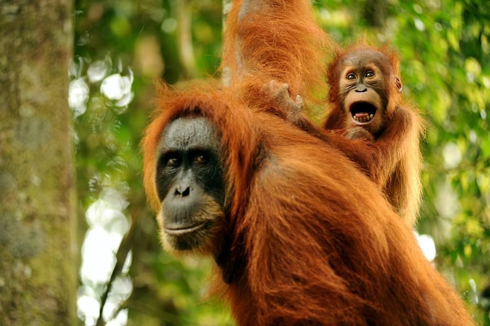 bukit lawang trekking orangutan sumatra | bukit lawang trekking Thomas-Langur-Presbytis-thomasi