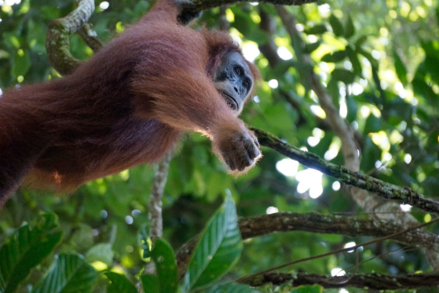 bukit lawang trekking orangutan swinging | bukit lawang trekking Bukit Lawang Trekking Orangutan swinging