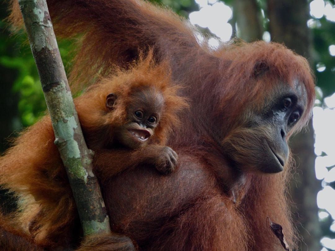 bukit lawang trekking orangutan with the baby | bukit lawang trekking Bukit Lawang Trekking Orangutan with the Baby