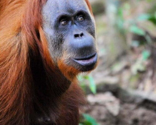 Bukit Lawang Trekking River
