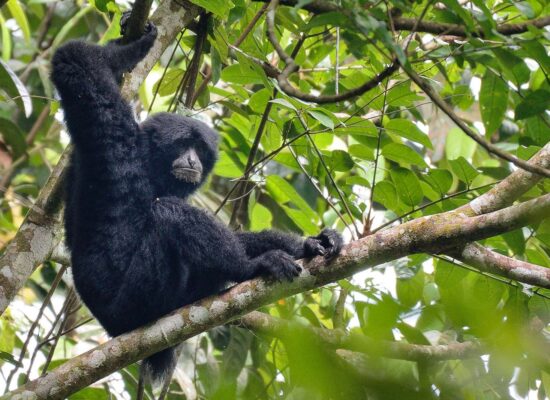 Bukit Lawang Trekking Siamang Symphalangus syndactylus