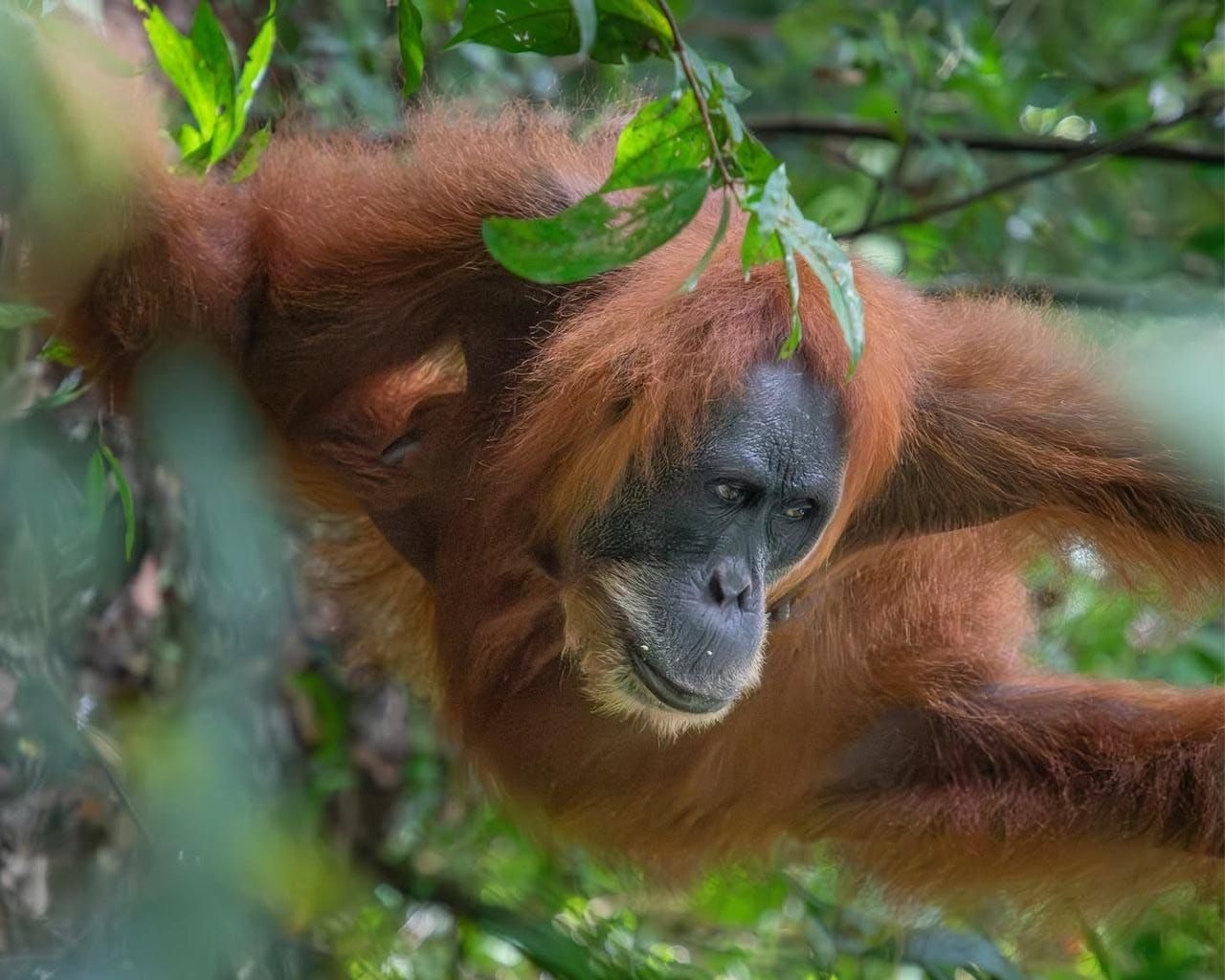what to bring for bukit lawang trekking sumatra | bukit lawang trekking What To Bring for Bukit Lawang Trekking Sumatra