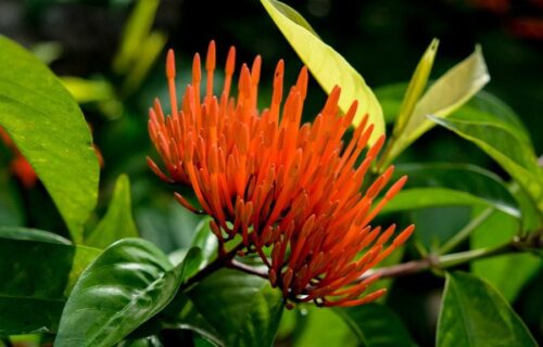 Bukit Lawang Trekking Sumatra