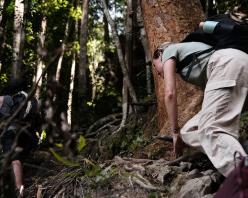 Bukit Lawang Trekking Sumatra Adventure Six Days Jungle Trek