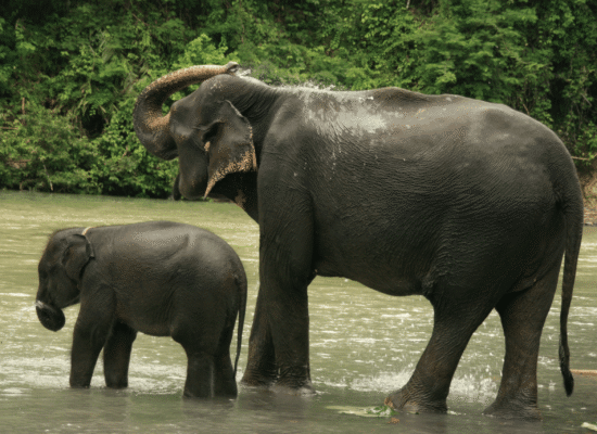 Bukit Lawang Tangkahan Trekking Sumatra Elephant