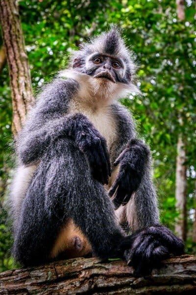 bukit lawang trekking thomas monkey | bukit lawang trekking Bukit Lawang Trekking Thomas Monkey
