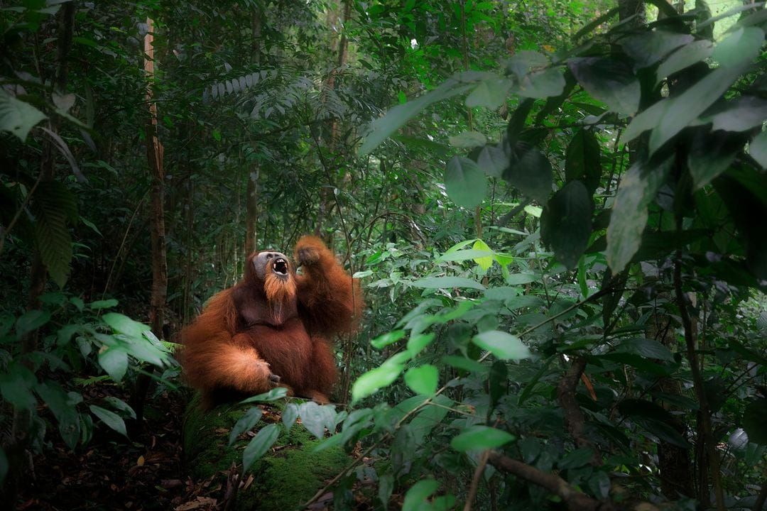 bukit lawang jungle trekking review | bukit lawang trekking Bukit Lawang jungle Trekking Review