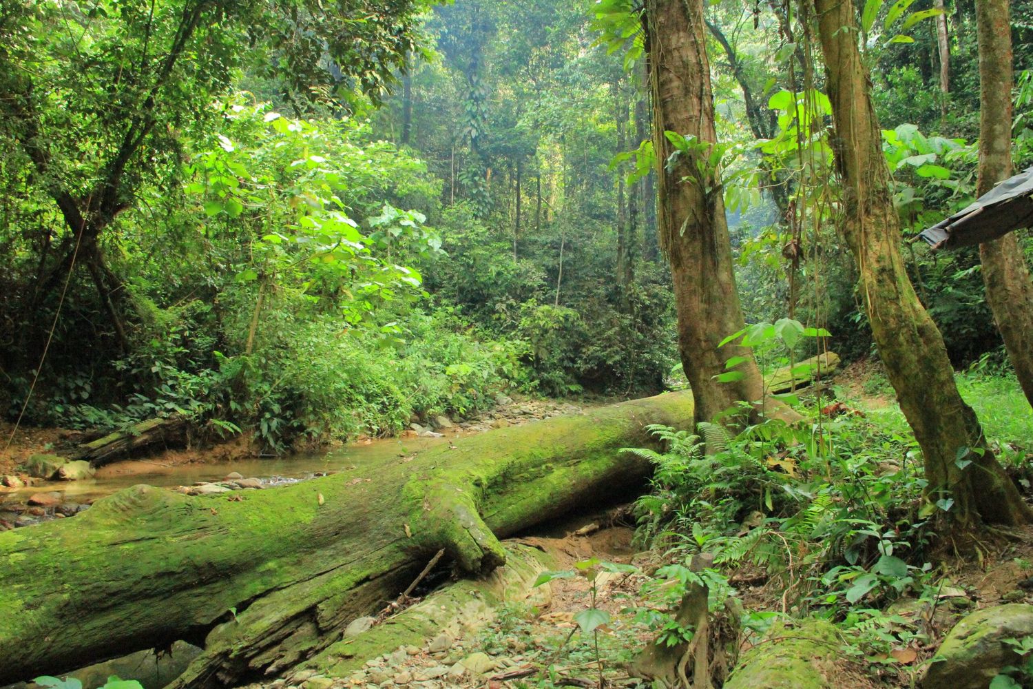 bukit lawang trekking | bukit lawang trekking Bukit Lawang trekking
