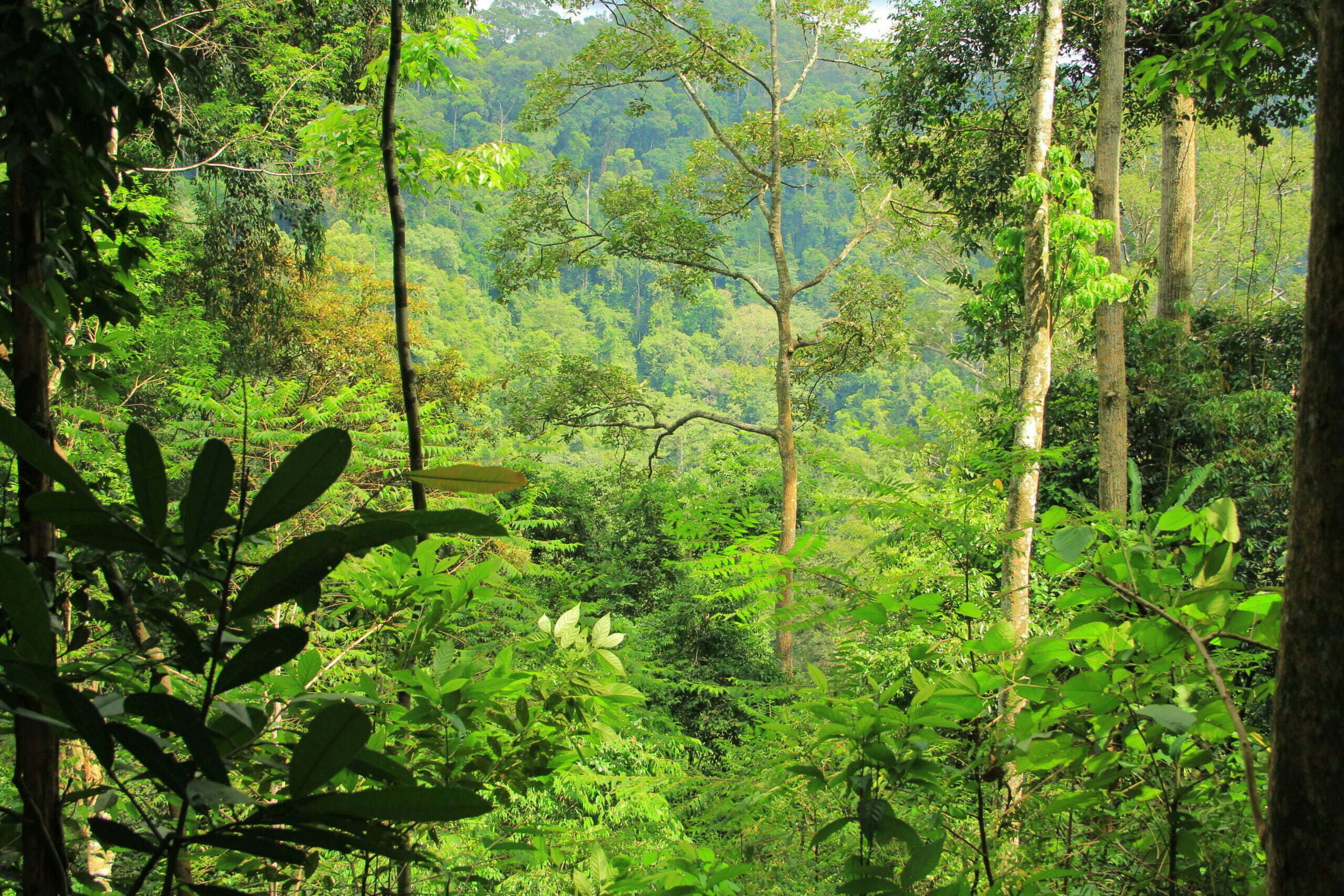 Reforest