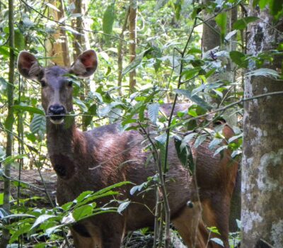 Bukit Lawang Sambar Rusa unicolor reservation