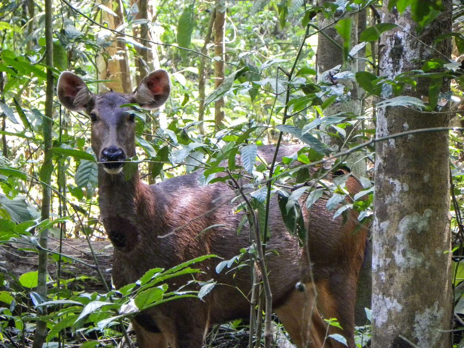 bukit lawang sambar rusa unicolor | bukit lawang trekking Bukit Lawang Sambar Rusa unicolor