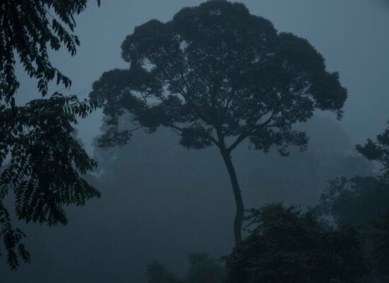 Sumatra Bukit Lawang-Trekking