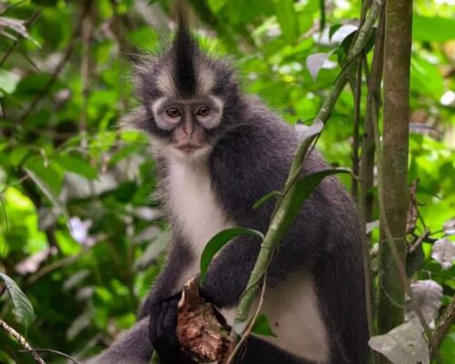 Sumatra Thomas Monkey jungle tour