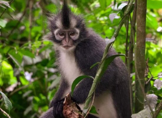 Sumatra Thomas Monkey jungle tour
