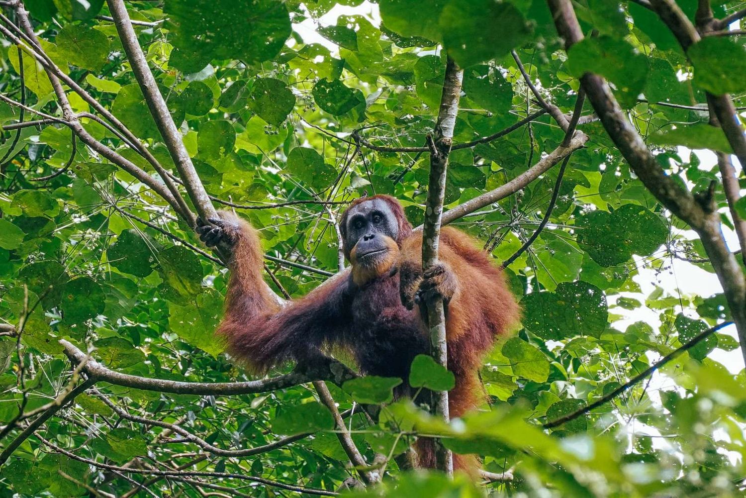 bukit lawang jungle trek see sumatran orangutan pongo abelii | bukit lawang trekking Bukit Lawang Jungle Trek see Sumatran Orangutan Pongo abelii